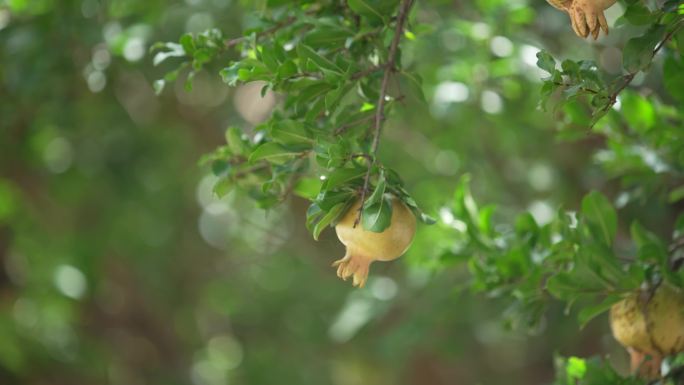 石榴 石榴树 多子多福 庭院美化植物