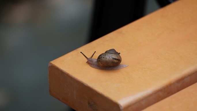 蜗牛在公园长椅上爬行