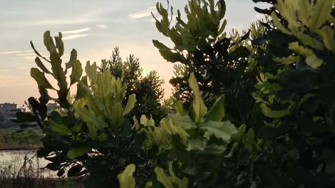 澳洲坚果 坚果树坚果园 坚果林坚果树特写