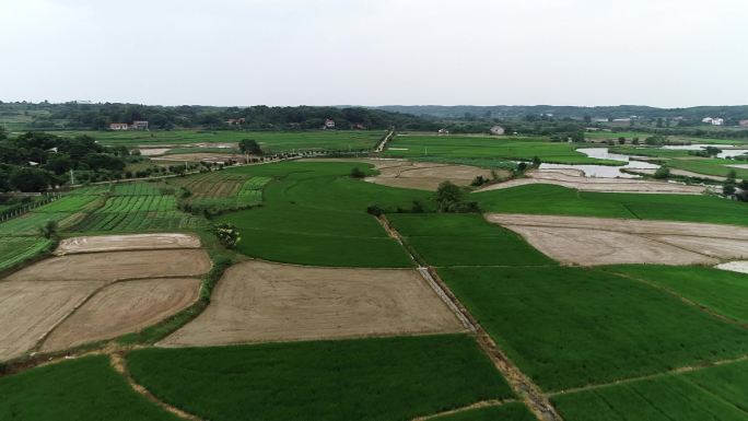 航拍常德津市藠果之乡万亩藠头种植基地9