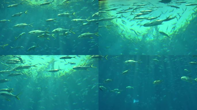 巨大鱼群海底世界美人鱼三亚潜水深海鱼群