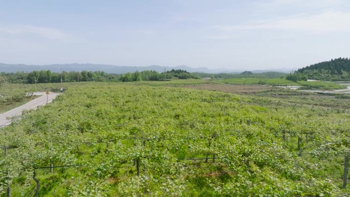 4K航拍湘西花垣十八洞猕猴桃产业基地2