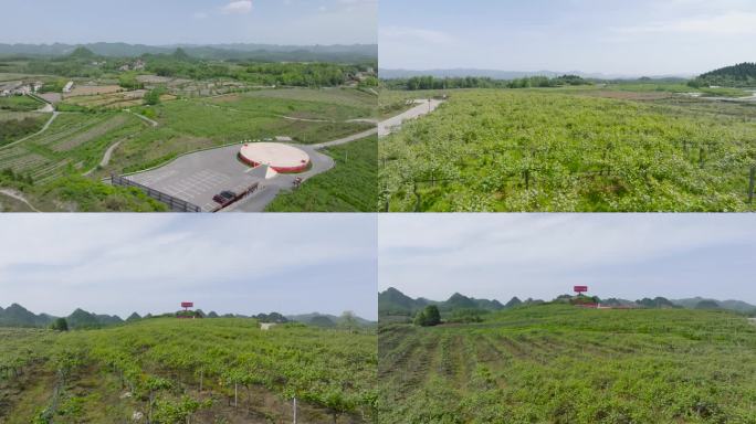 4K航拍湘西花垣十八洞猕猴桃产业基地2