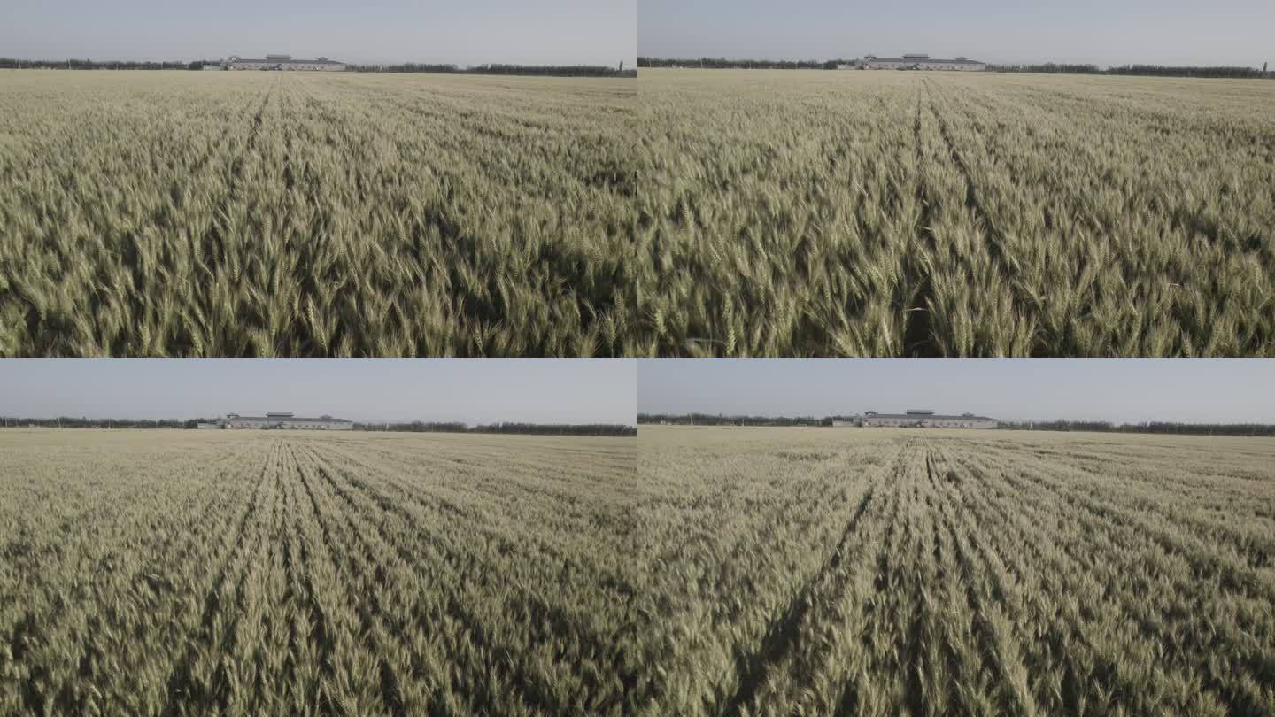 小麦丰收 航拍 4K log