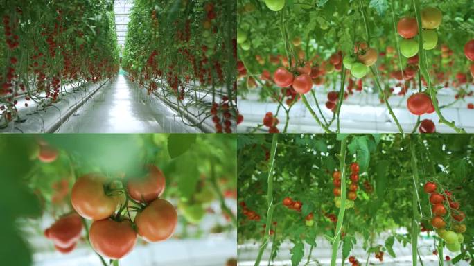 温室番茄