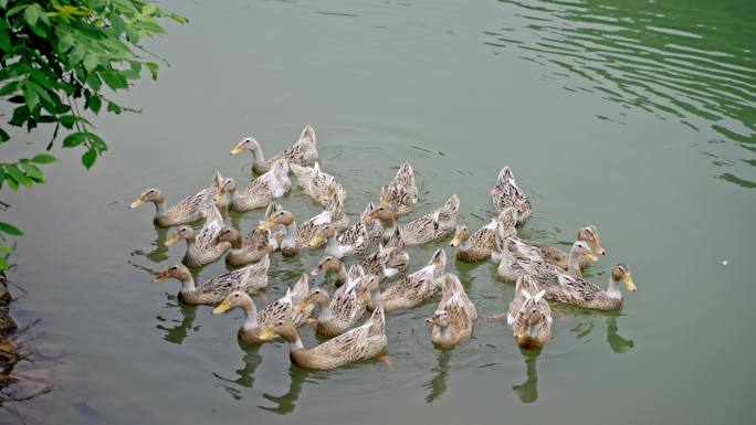 水库鸭 清澈水面鸭子戏水