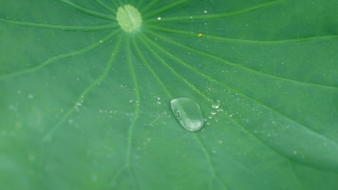 夏日荷花露珠