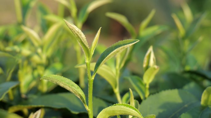 唯美茶叶特写茶园视频素材