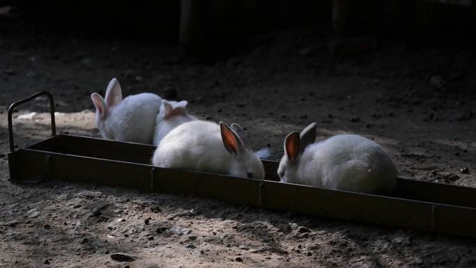 小白兔生活动物园原创实拍
