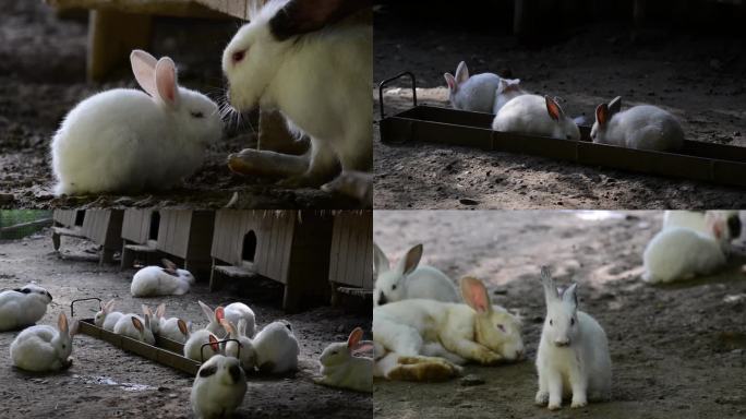 小白兔生活动物园原创实拍