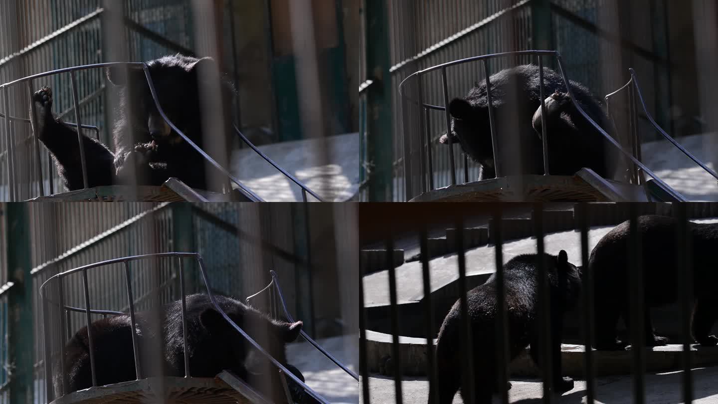 黑熊原创实拍动物园乡村旅游