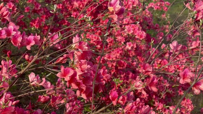 风吹杜鹃花映山红变焦2