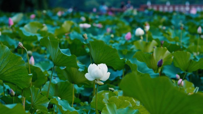 上海黄兴公园荷花池