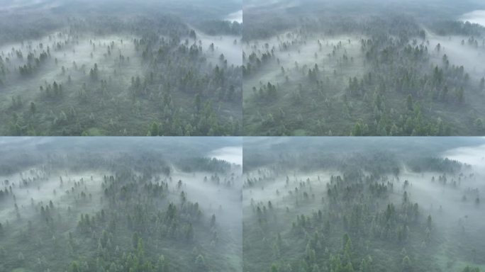 航拍黎明云雾迷漫的梦幻森林