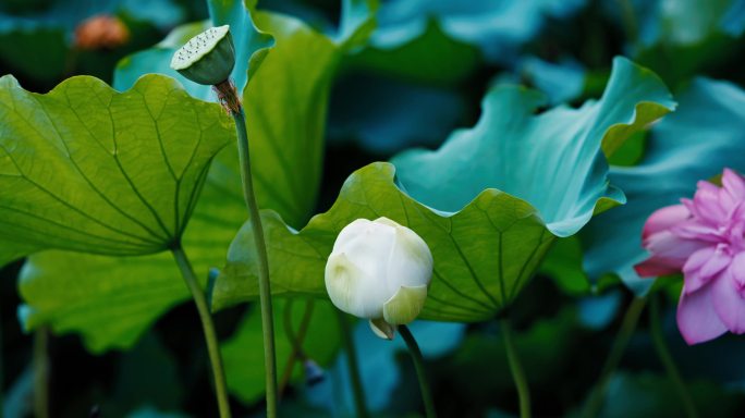 上海黄兴公园荷花池