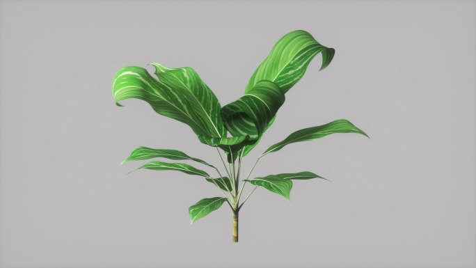 植物生长三维3D动画C4D工程