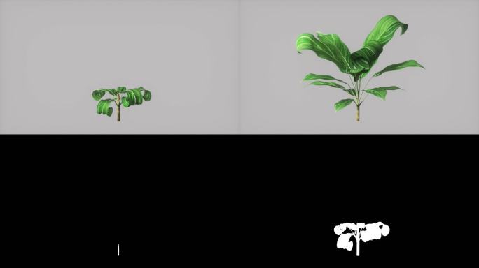 植物生长三维3D动画C4D工程