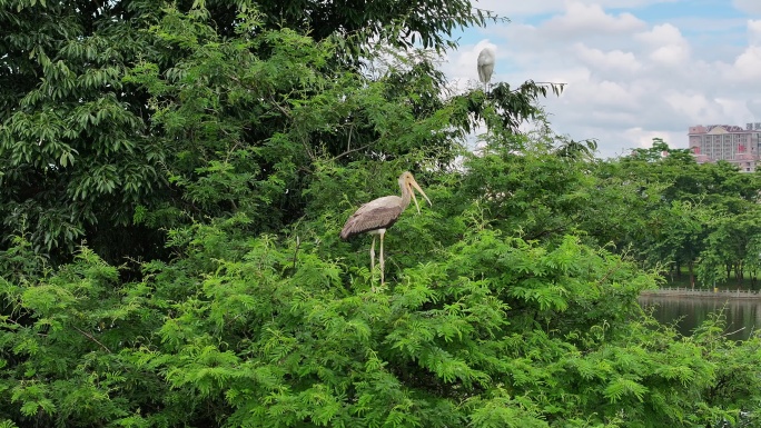 珍稀鸟类彩鹳在瑞丽市弄莫湖湿地公园闪现