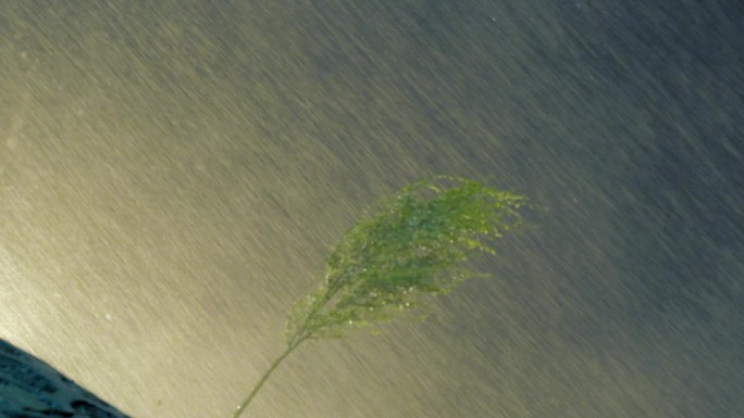 夜晚暴风雨中的小树