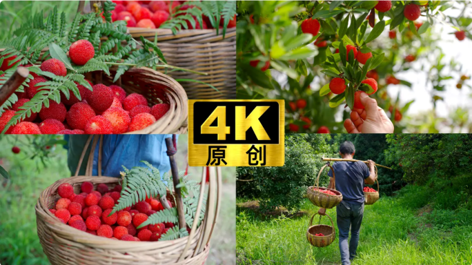 摘杨梅采杨梅杨梅树一篮子杨梅新鲜杨梅