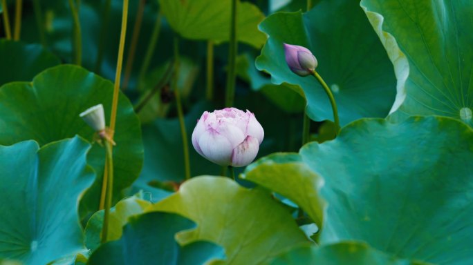 上海黄兴公园荷花池