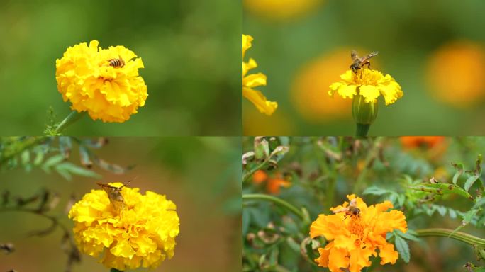 蜜蜂采蜜特写春暖花开鲜花盛开夏季小清新花