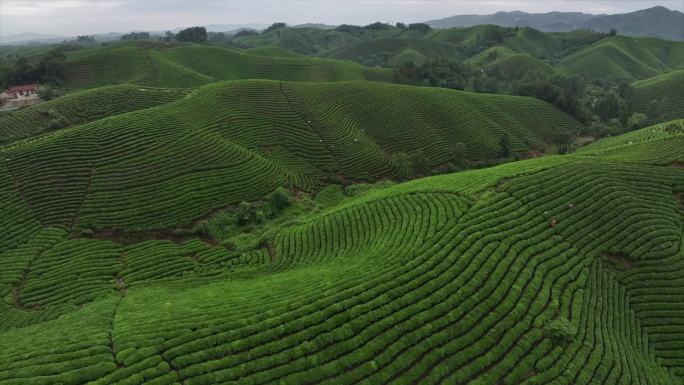 茶山