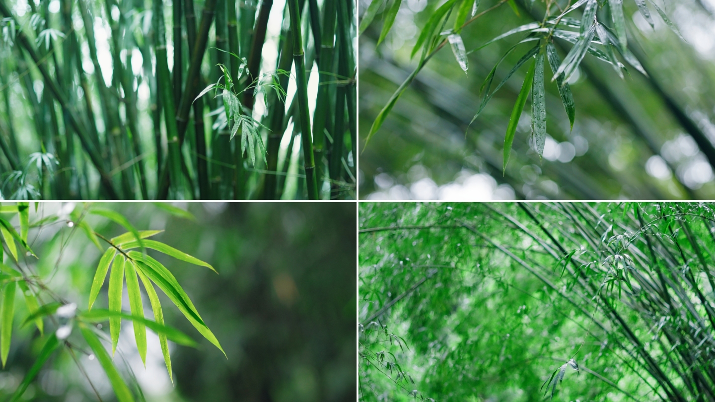 惊蛰竹子夏日雨后植物特写空境