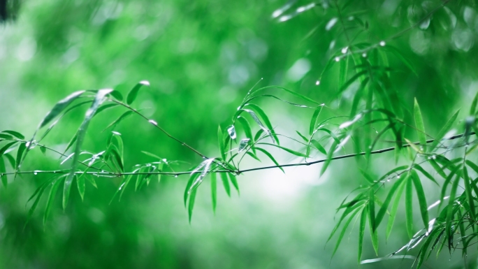 惊蛰竹子夏日雨后植物特写空境