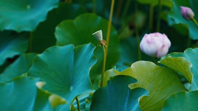 上海黄兴公园荷花池