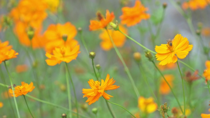 黄秋英 菊花 蜜蜂采蜜 微风 特写