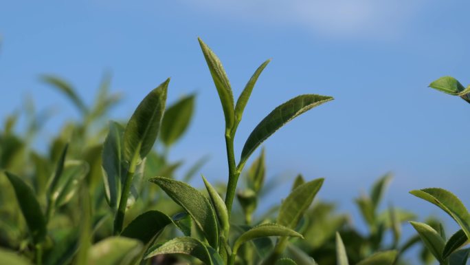 茶叶 绿茶 茶业 清明茶 嫩芽 有机茶