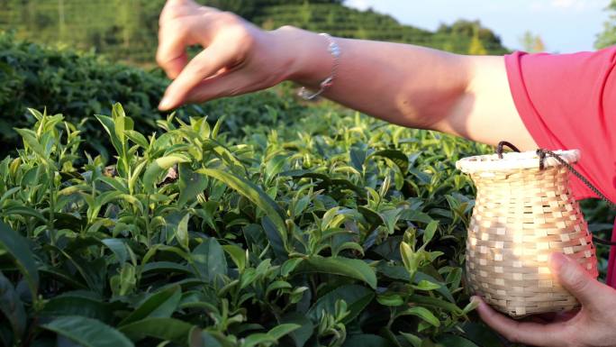 茶园采摘茶叶劳作