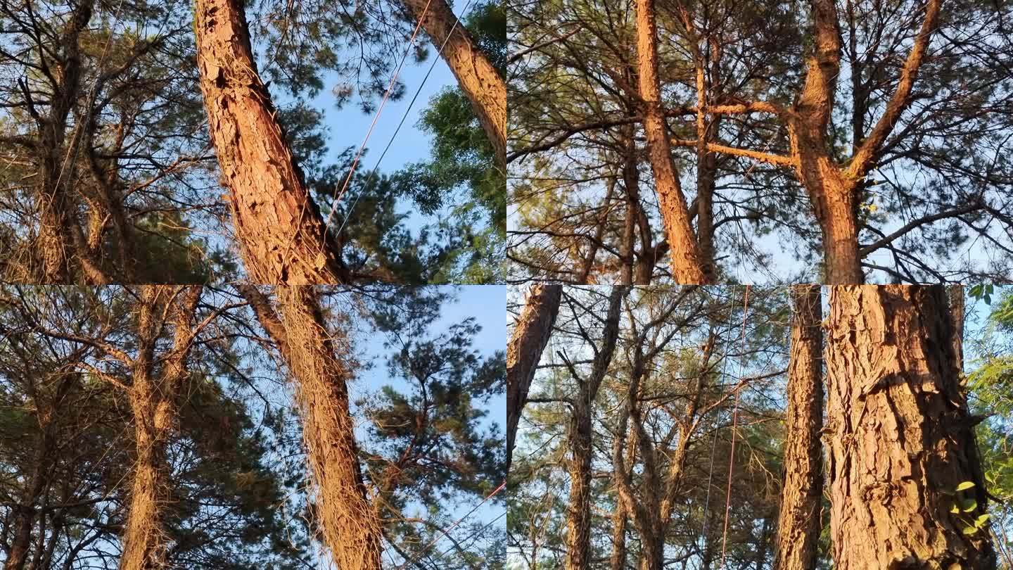清晨阳光林地夏季林场松树松林植物树皮