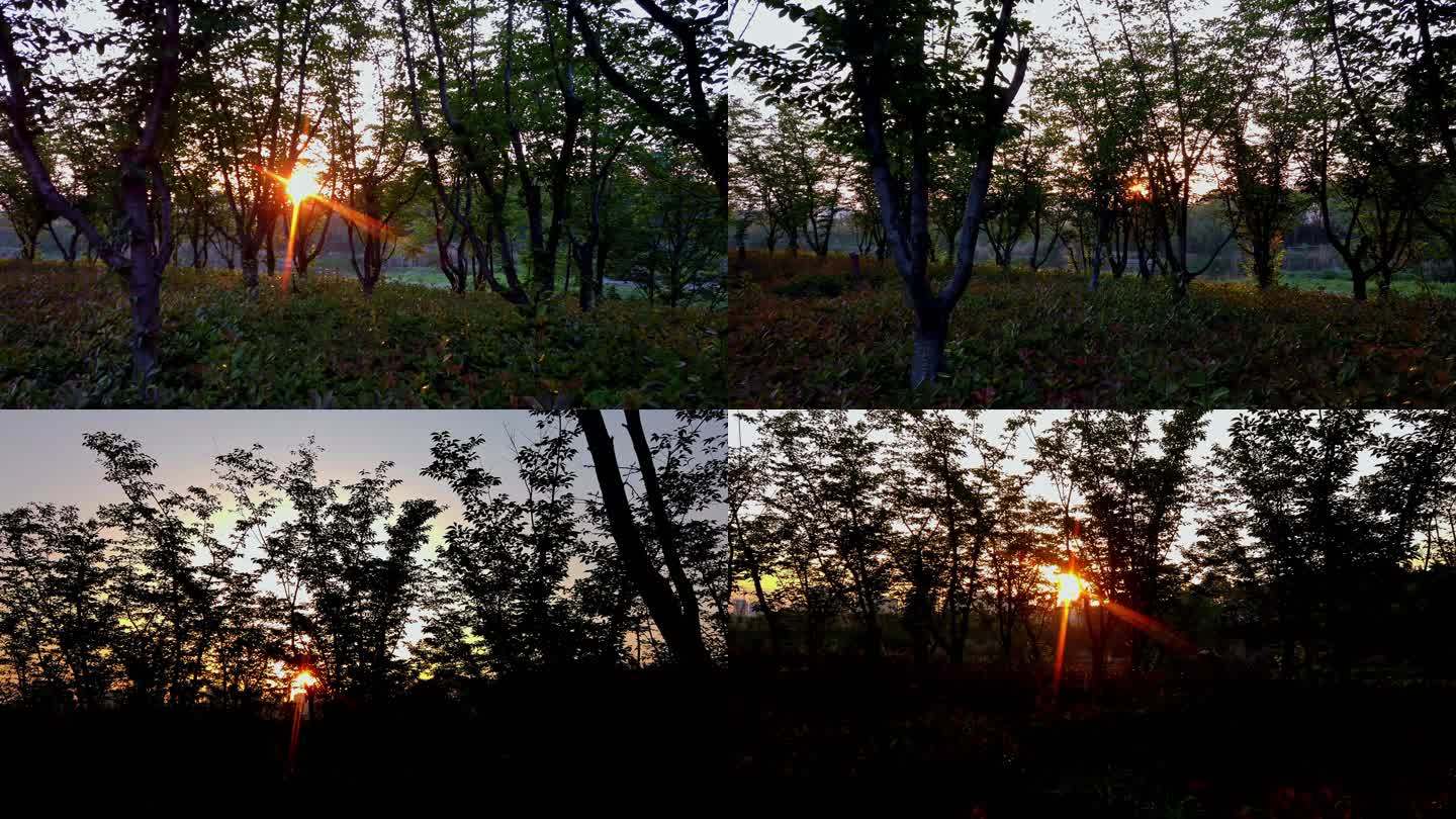 早晨晨光黎明逆光日出自然生态系统