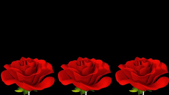 玫瑰花 红色玫瑰花 玫瑰花开盛开 玫瑰