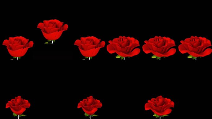 玫瑰花 红色玫瑰花 玫瑰花开盛开 玫瑰