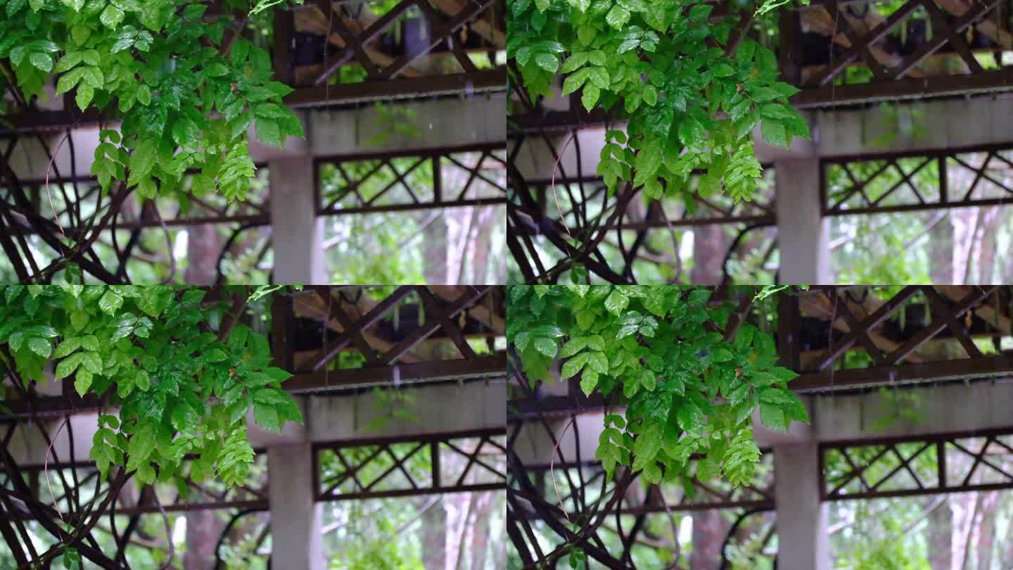 下雨天雨滴树叶空镜