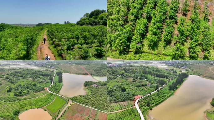 4K航拍桑椹种植园桑椹树桑树桑叶种植基地