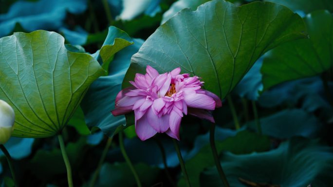 上海黄兴公园荷花池