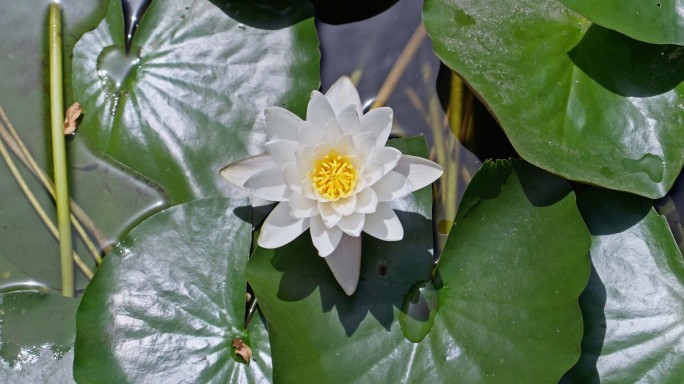 白莲花白荷花荷塘白水莲