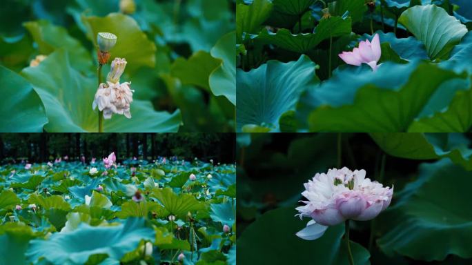 上海黄兴公园荷花池