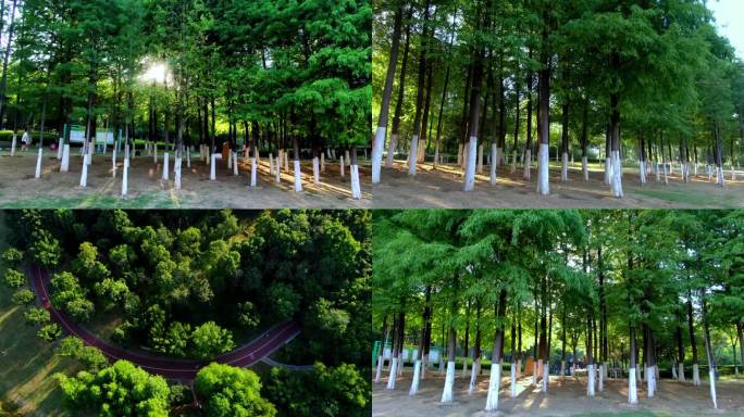 生态公园清晨晨练小树林散步休闲锻炼身体