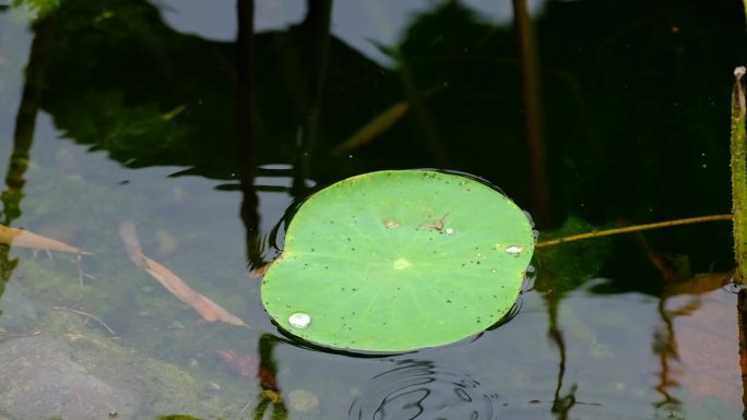 下雨天水面上的莲叶空镜