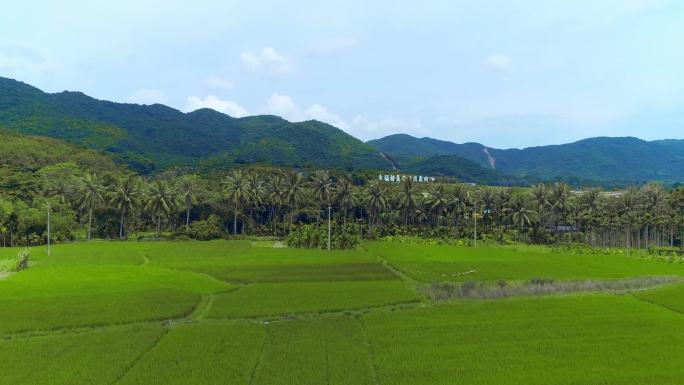 水稻稻田航拍乡村振兴蓝天白云海南南繁基地