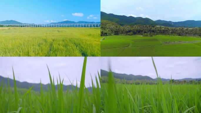 水稻稻田航拍乡村振兴蓝天白云海南南繁基地