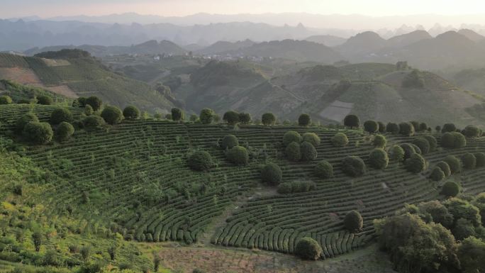 茶山 茶叶 茶园 茶茶园茶山风光