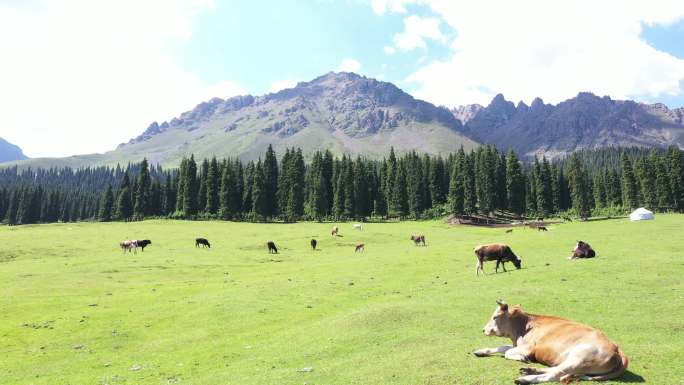新疆草原 牛羊马群