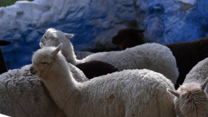 羊驼动物园原创实拍乡村旅游