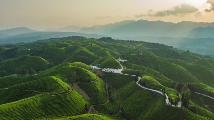 鹤峰木耳山茶山